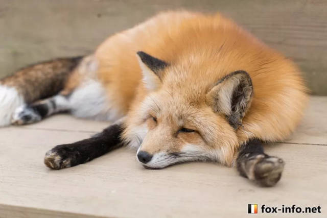 狐狸睡觉姿势_万图壁纸网